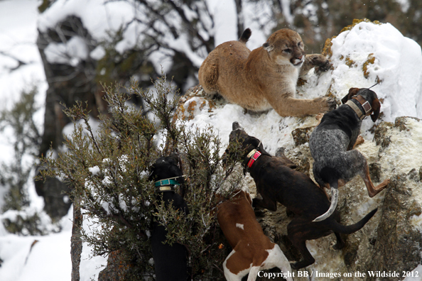 Hunting dogs cornering mountain lion. 