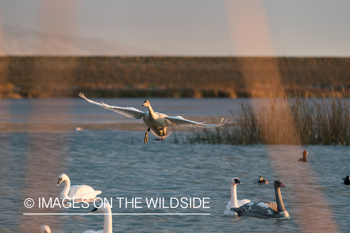 Tundra Swan landing on water.