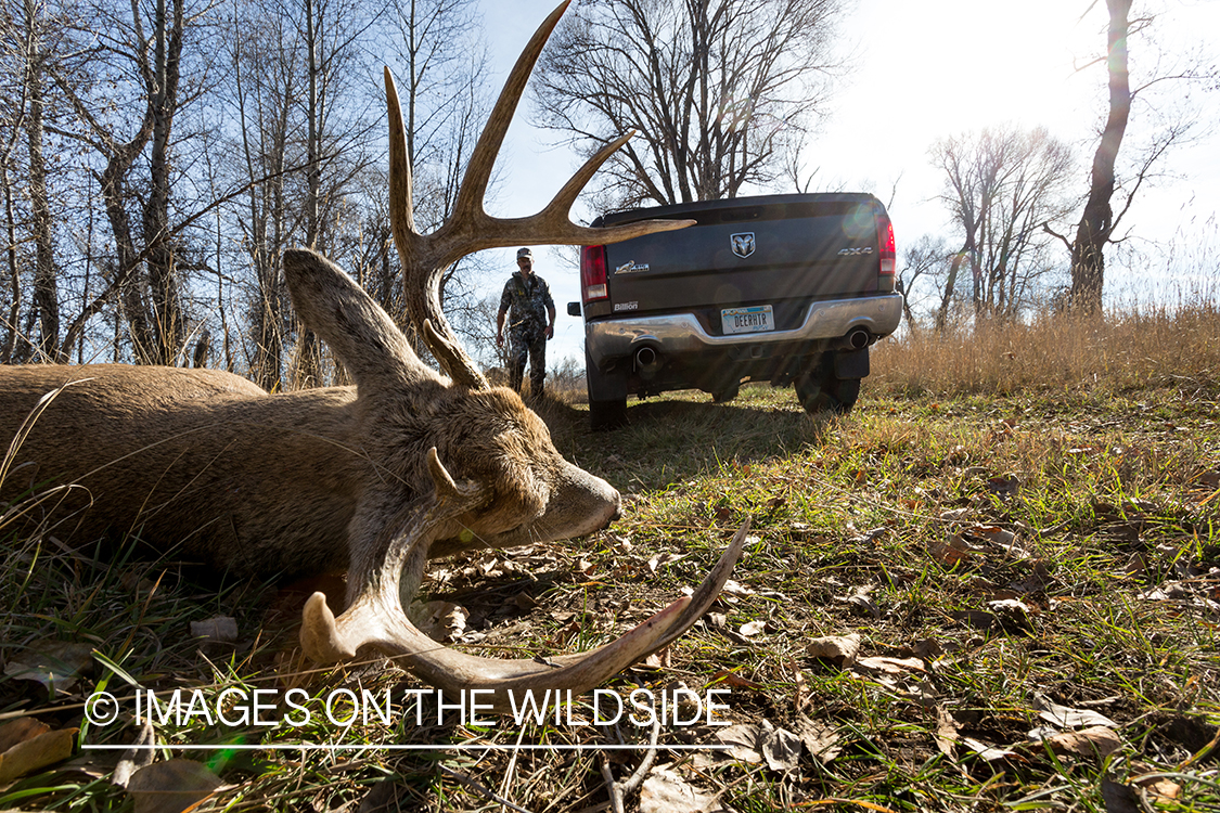 Bow hunter with truck backing up to downed white-tailed deer.