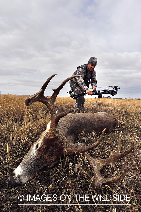 Bowhunter approaching downed white-tailed buck.