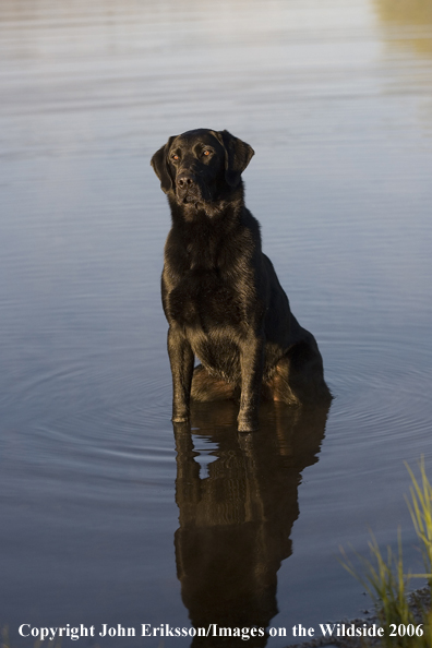 Black Labrador Retriever in water