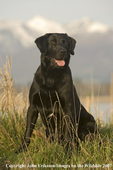 Black Labrador Retriever