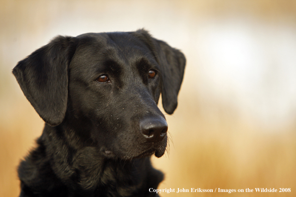 Black Labrador Retriever 