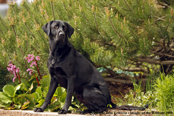 Black Labrador Retriever 