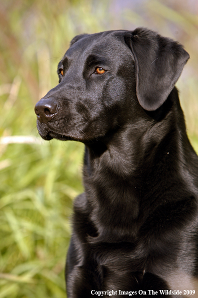 Black Labrador Retriever