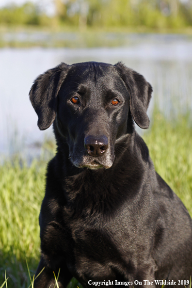 Black Labrador Retriever in field