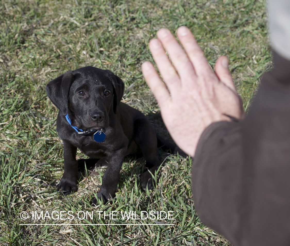 Training black labrador retriever puppy in field.