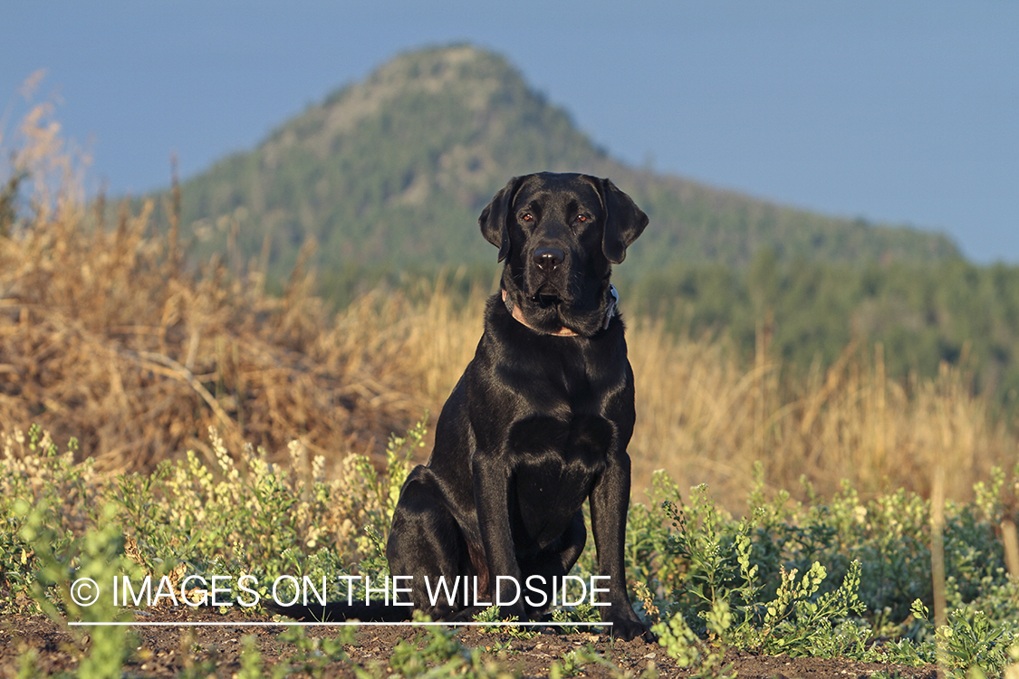 Black Labrador Retriever in field.