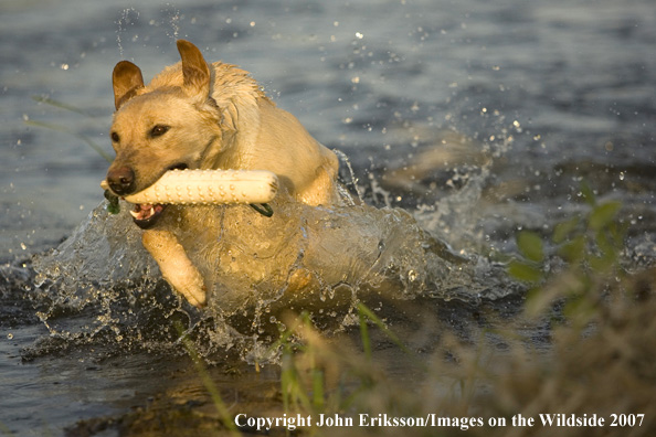 Yellow Labrador Retriever