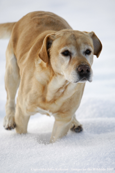 Yellow Labrador Retriever in field