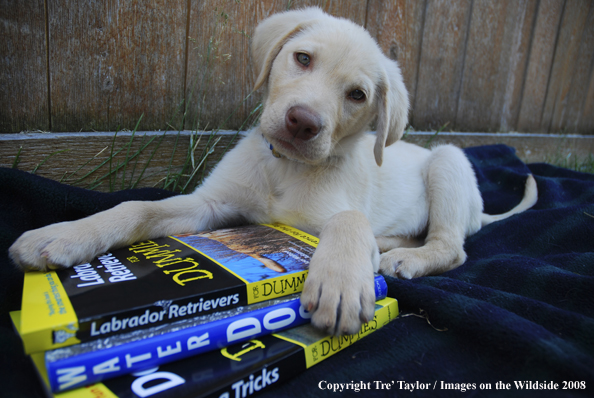 Yellow Labrador Puppy