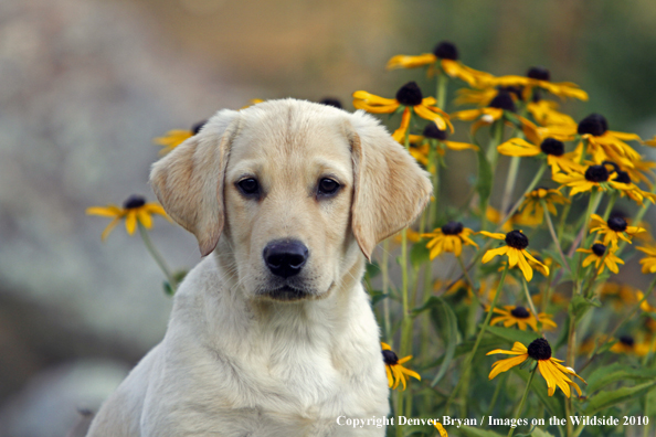 Yellow Labrador Retriever Puppy 