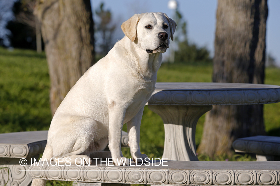 Yellow Labrador Retriever