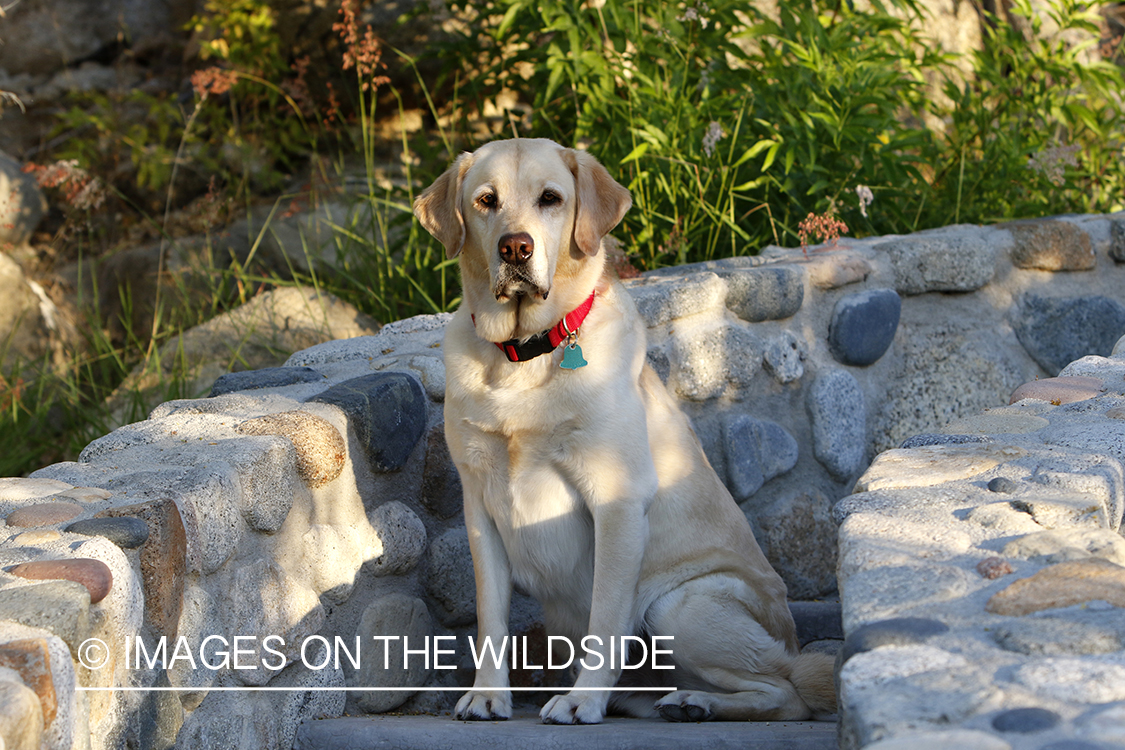 Yellow lab on cobble steps.