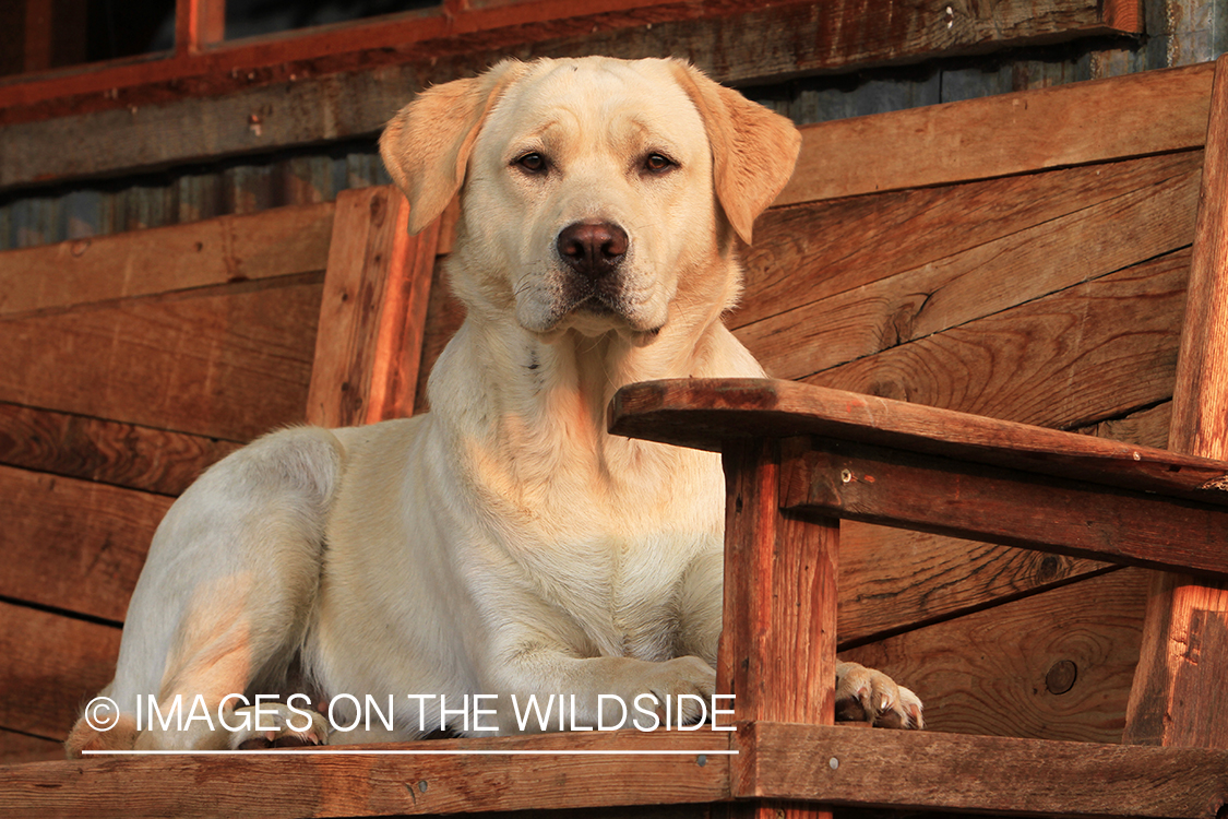 Yellow lab on deck.