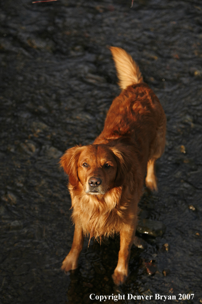 Golden Retriever in the water.