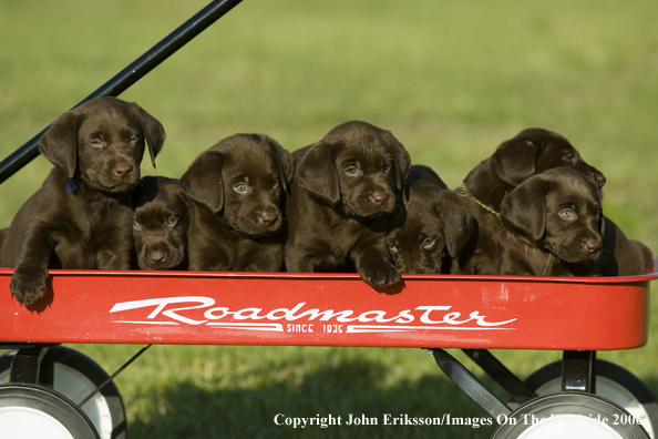 Chocolate Labrador Retriever puppies.