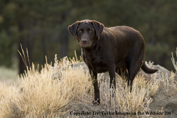 Chocolate labrador