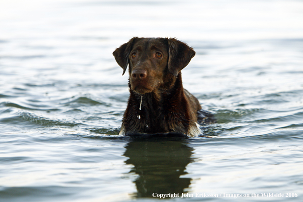 Chocolate Labrador Retriever