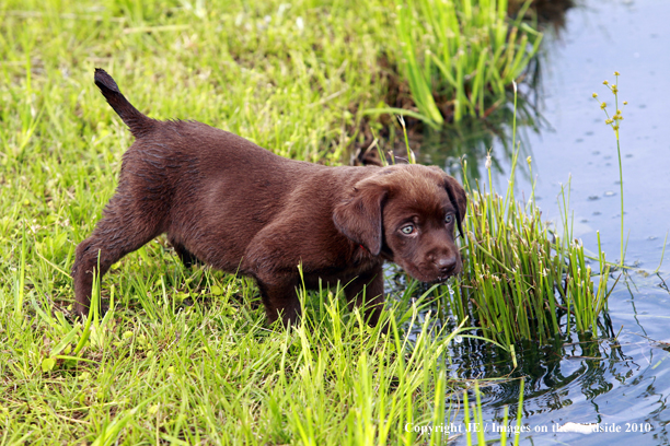 Chocolate Labrador Retriever Puppy