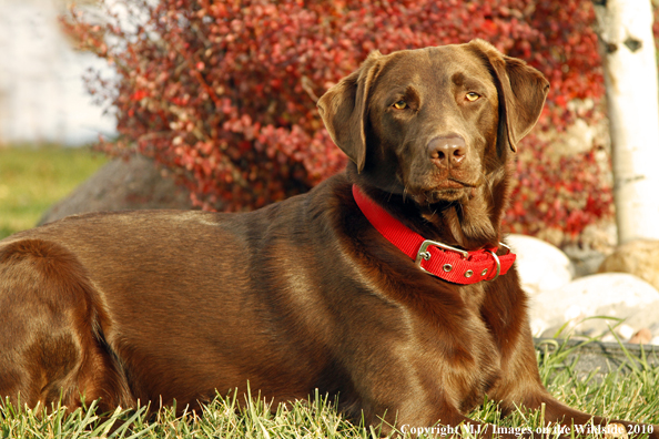 Chocolate Labrador Retriever