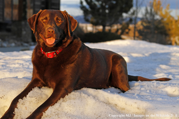 Chocolate Labrador Retriever lying in snow