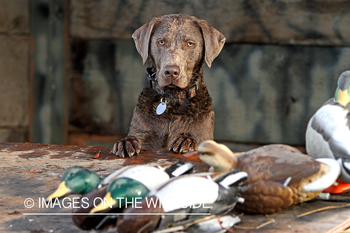 Chocolate (Silver) Labrador Retriever with duck decoys.