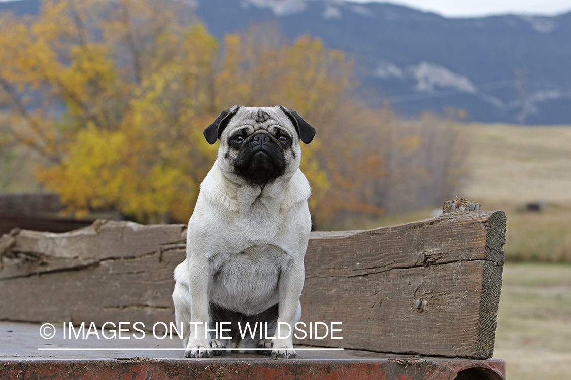 Pug on old International truck.