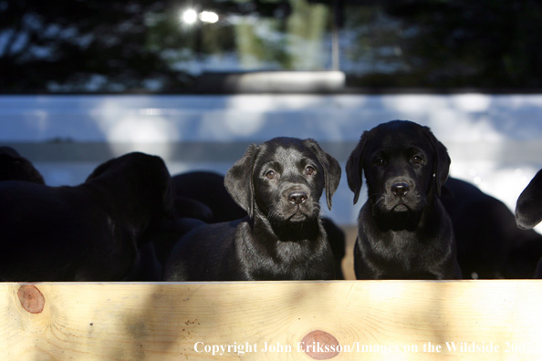 Black Labrador Retriever puppies