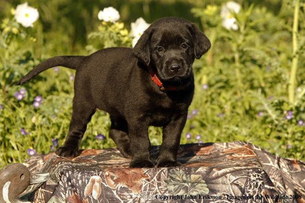 Black Labrador Retriever pup