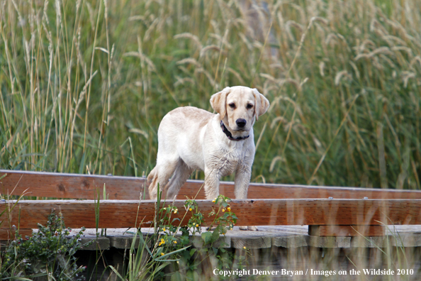 Yellow Labrador Retriever Puppy