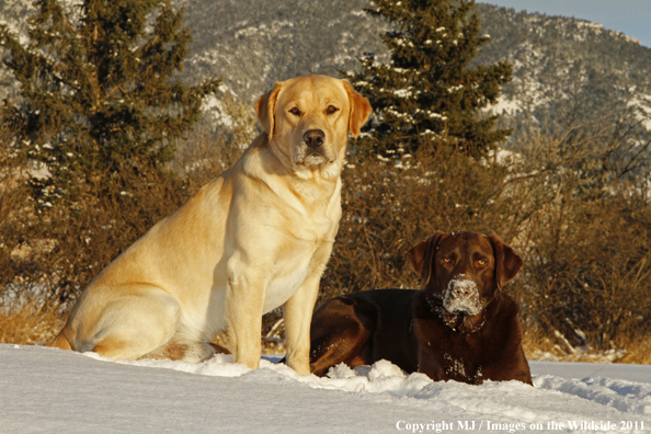 Yellow and Chocolate Labrador Retrievers in snow.