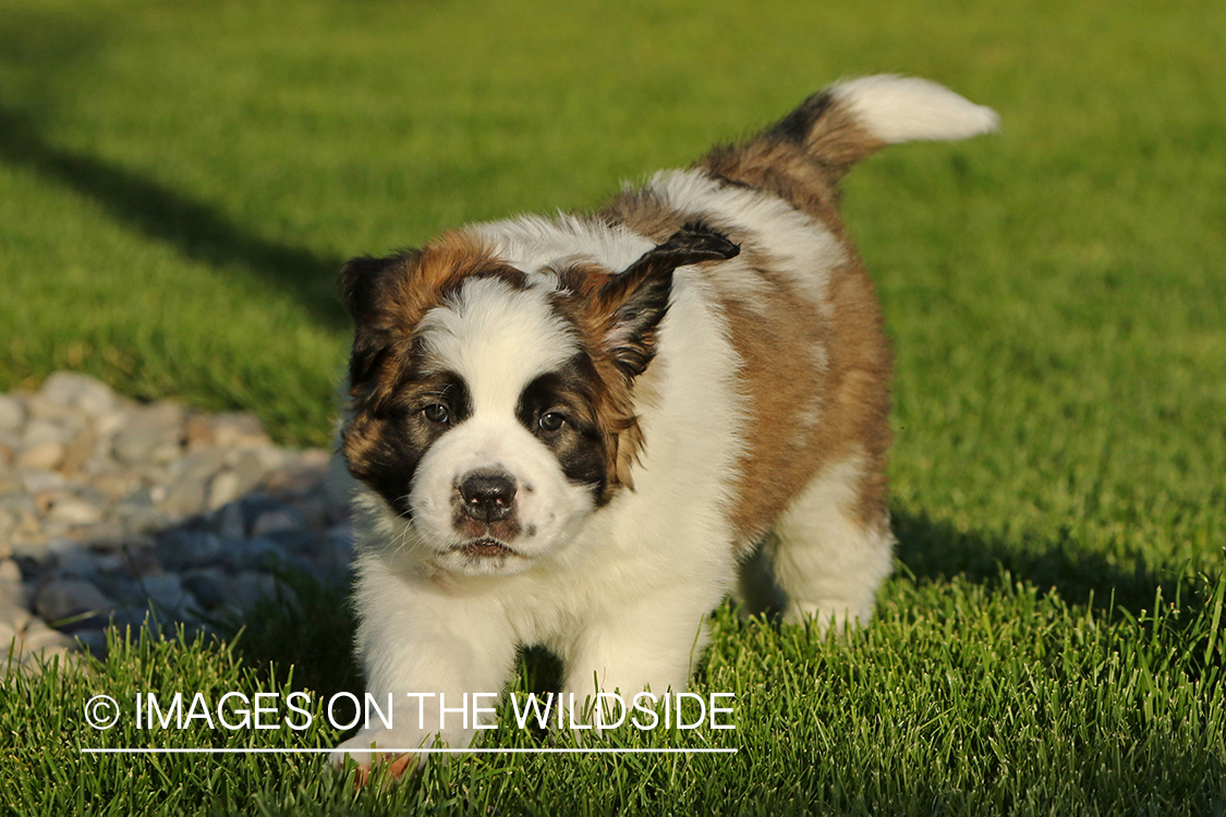 St. Bernard puppy. 