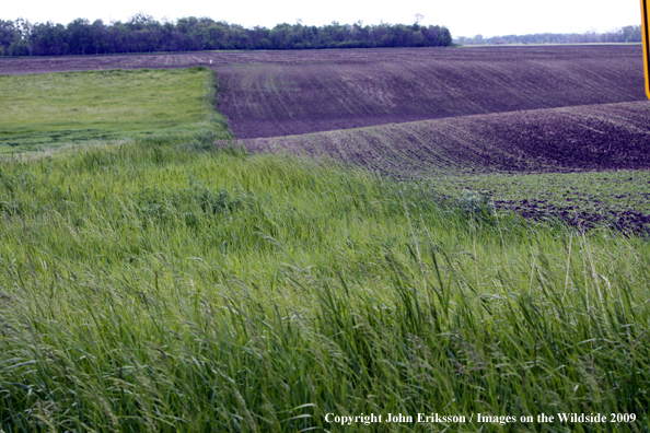 Wetlands near crop fields