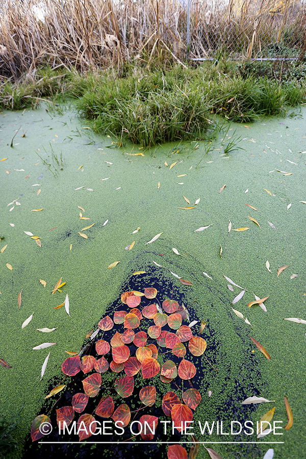 Aspen leaves and duckweed on pond.