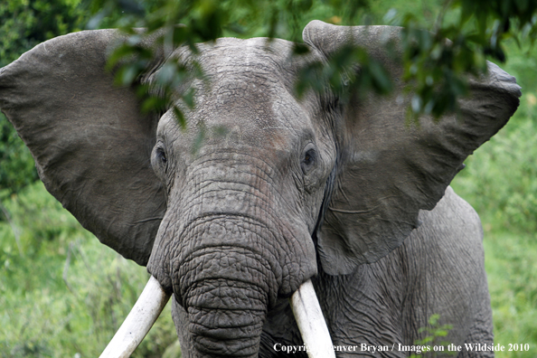 African Bull Elephant 