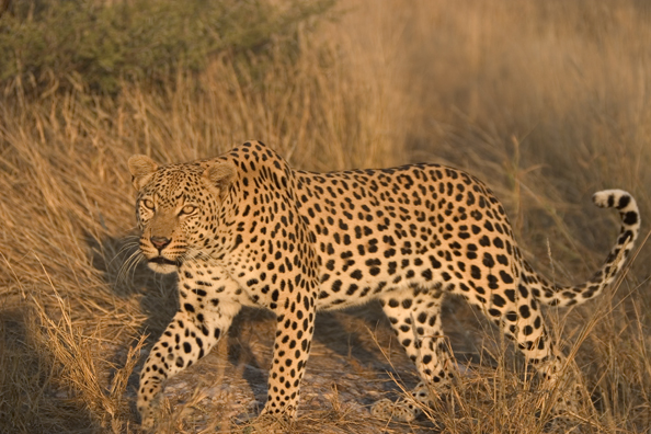 Leopard in habitat. Africa