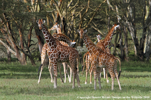 Reticulated Giraffe 