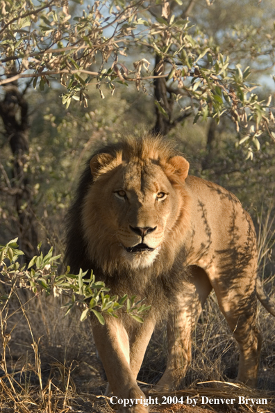 Male African lion in habitat. Africa