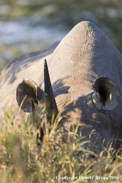 Black rhino in Africa.