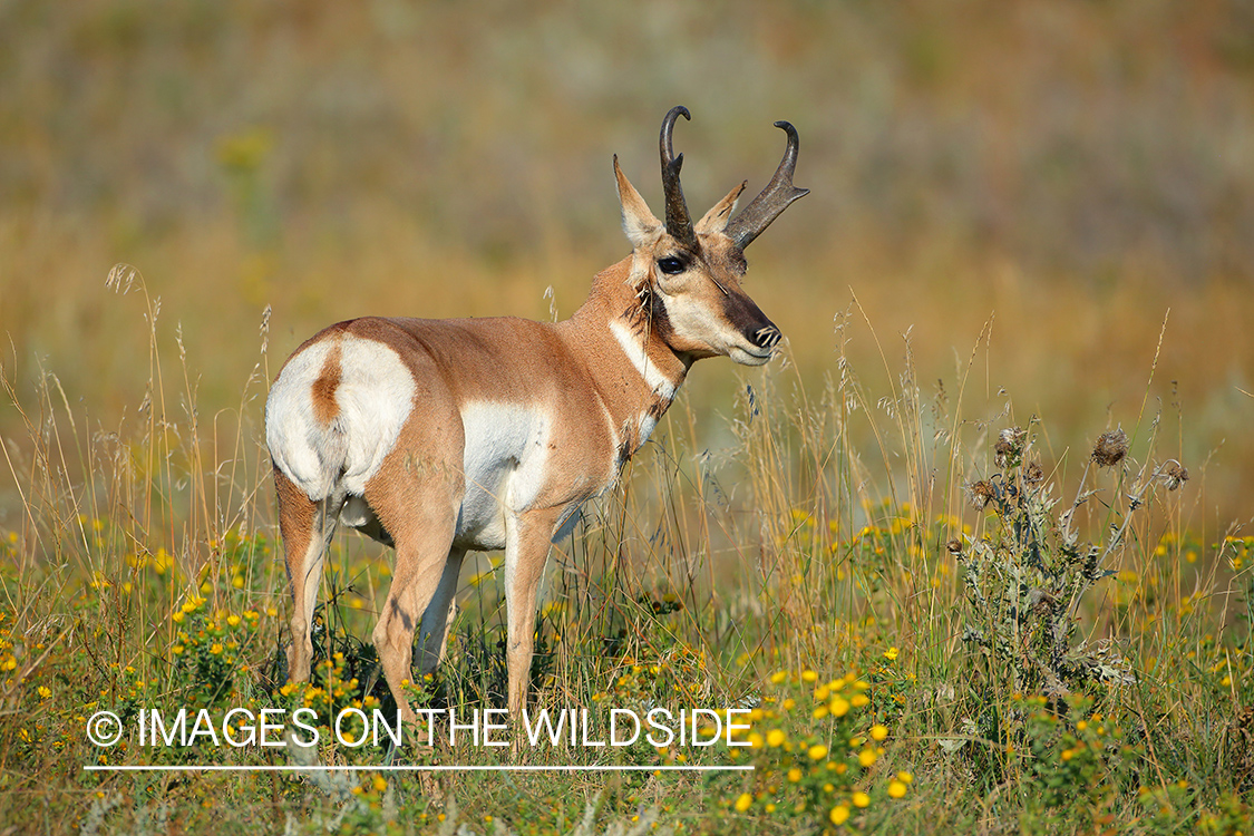 Pronghorn Antelope buck in habitat.