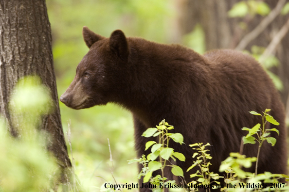 Black bear (brown-phase)