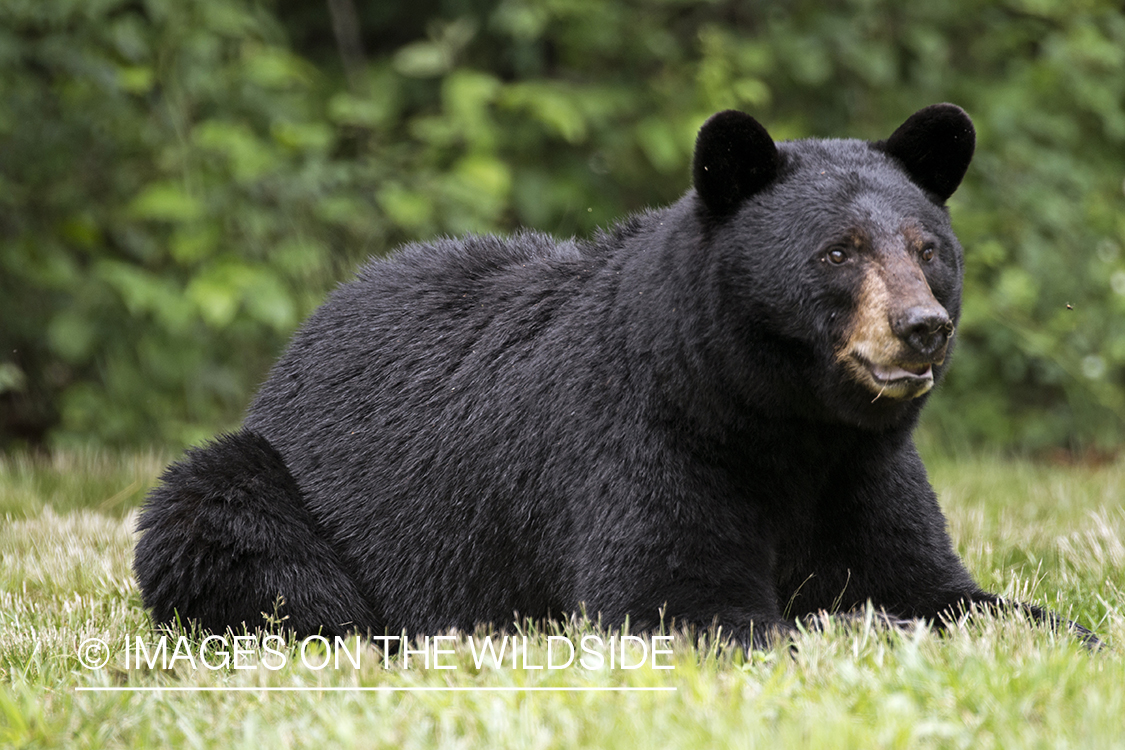 Black Bear in habitat. 