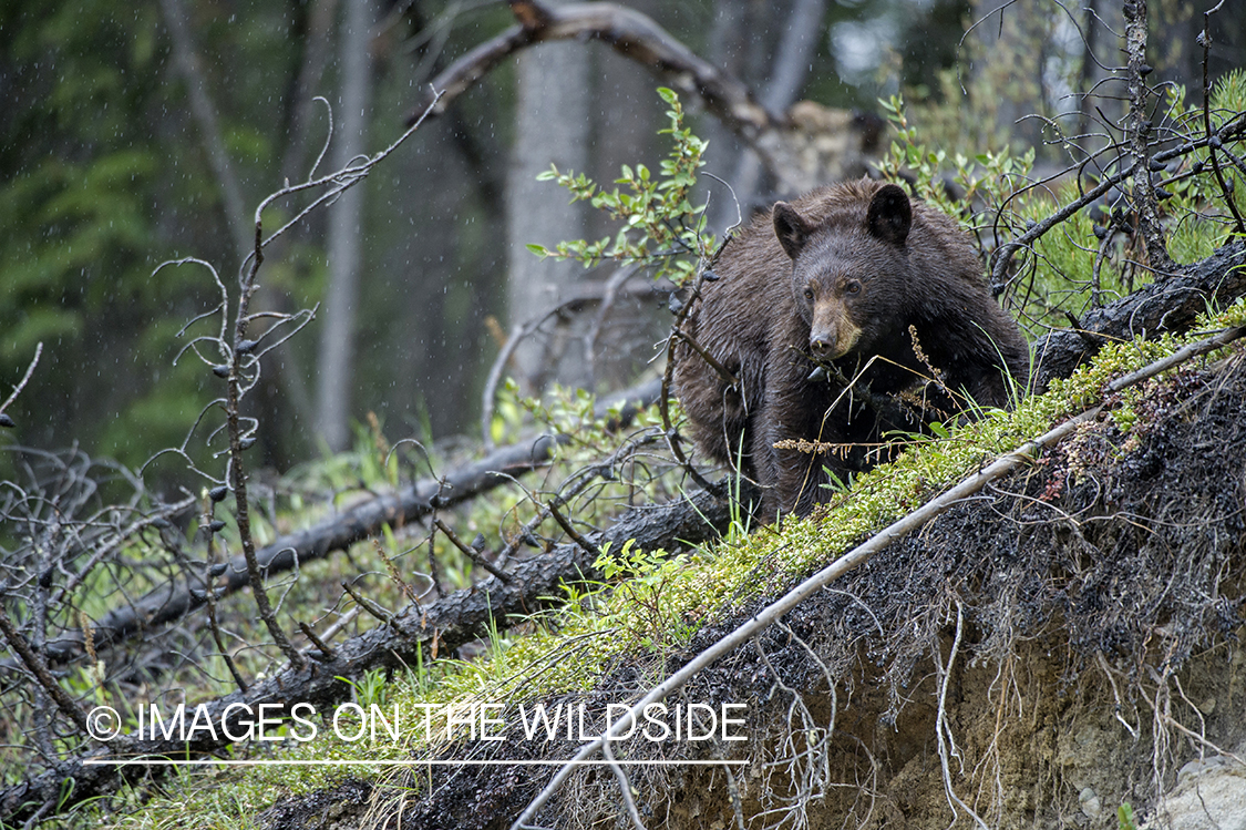 Black bear in habitat.