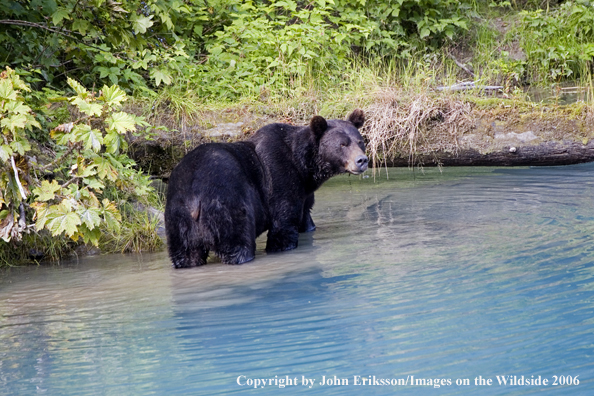 Brown bear in river.