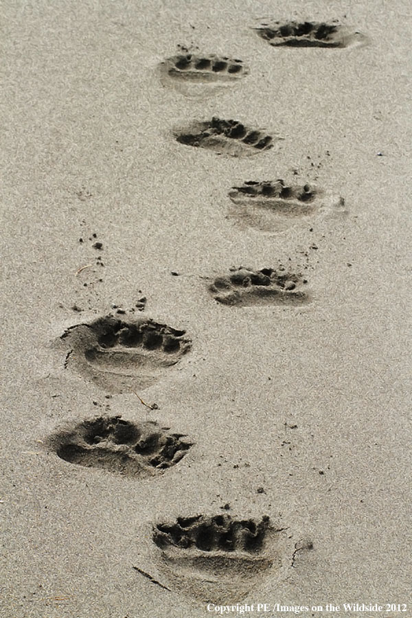 Brown Bear tracks, in Alaska.