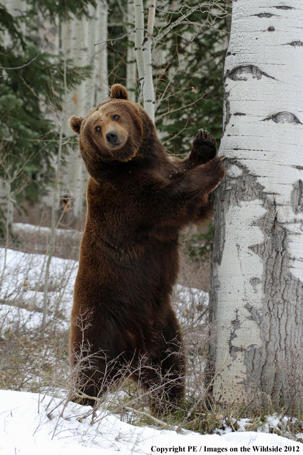 Grizzly Bear in habitat.