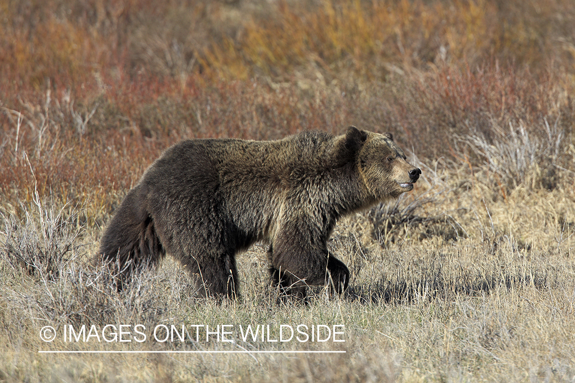 Grizzly Bear in habitat.