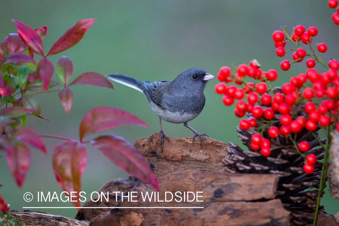 Dark eyed junco in habitat. 