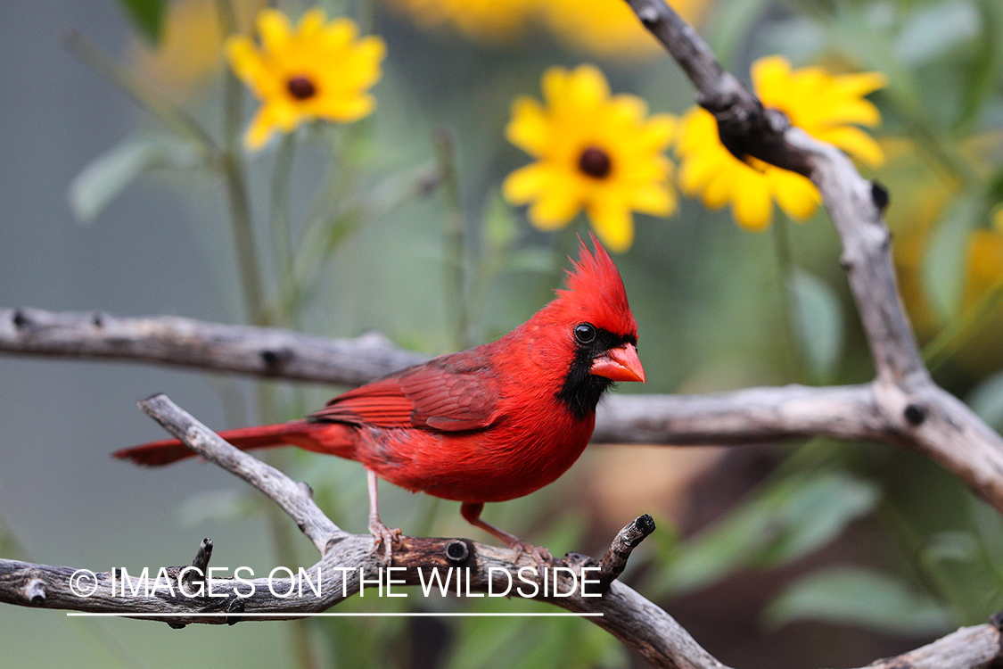 Northern cardinal in habitat.